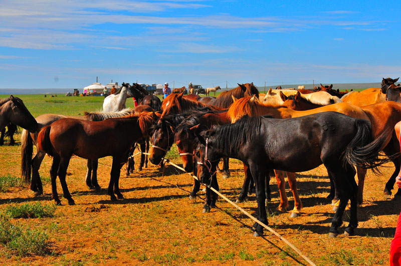 Mongolie